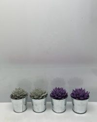 Cactus24- Echeveria Agavoides 4 stuks - 8.5cmØ- Kerst- zinkenpot - Zilver en paarskleurige glitters