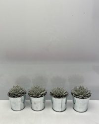 Cactus24- Echeveria Agavoides 4 stuks- 8.5cmØ- Kerst- zinkenpot - Zilverkleurige glitters