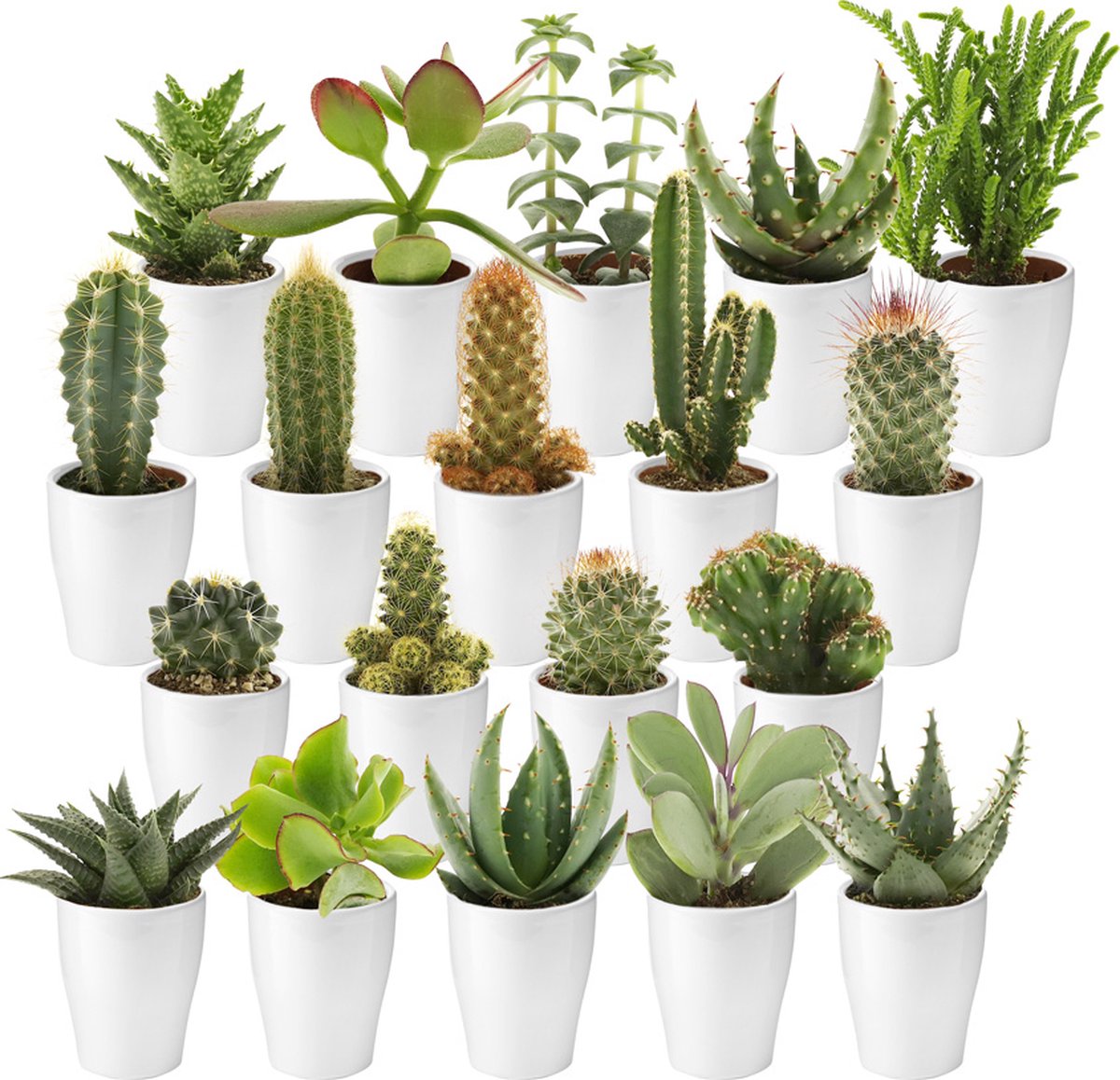 Ecoworld Mini Cactussen en Succulenten + Keramiek Witte Potjes - 20 Stuks Cactus en Vetplanten - Ø 6 cm - Hoogte 8-15 cm