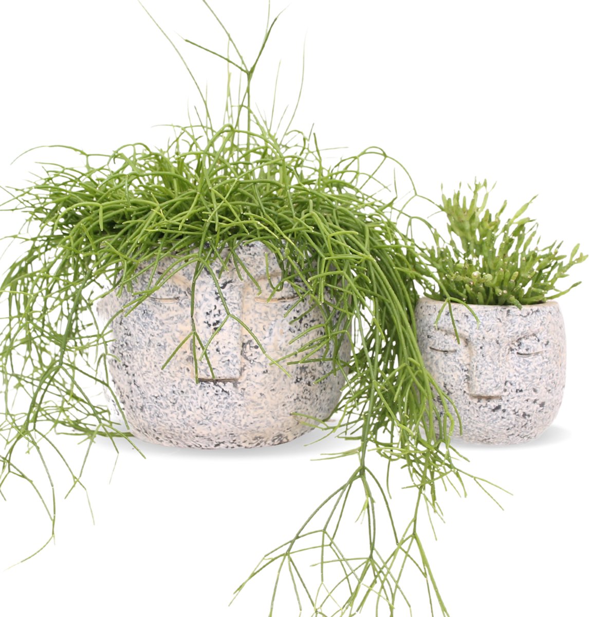 Groene kamerplant in sierpot met gezicht - Set 2 stuks - Rhipsalis - Makkelijke kamerplant - Plant voor op kantoor