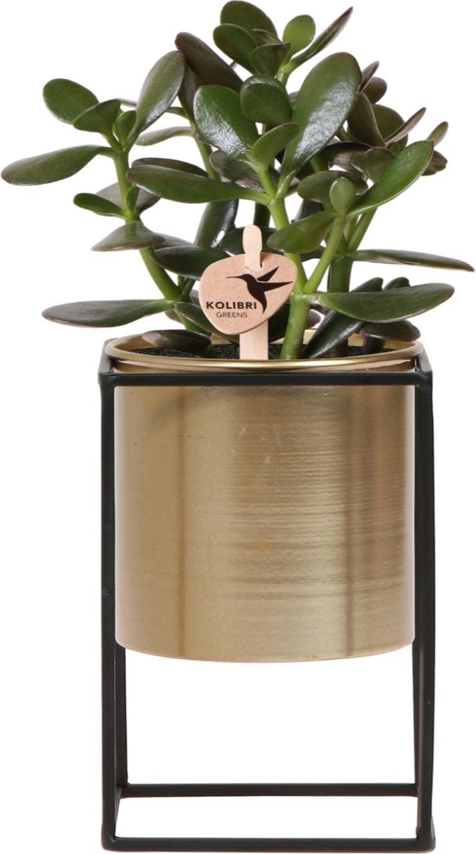 Kolibri Greens | Groene plant - Succulent Crassula Ovata in Floating pot goud - potmaat Ø9cm - groene kamerplant - vers van de kweker