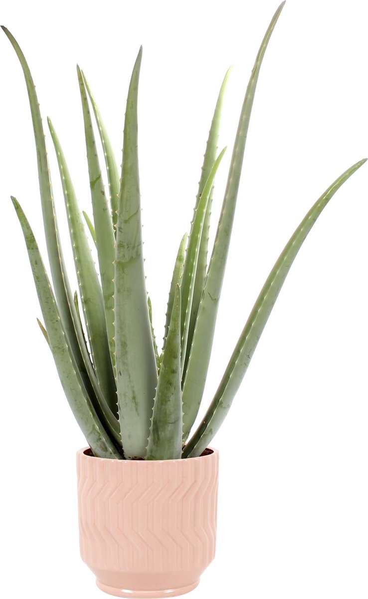 Aloe Vera in Jane keramiek (Orange) - Edelcactus BV - Groene plant- Hoogte 35 cm