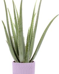 Aloe Vera in Jane keramiek (Purple) - Edelcactus BV - Groene plant- Hoogte 35 cm
