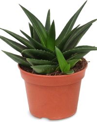 Haworthia West Jogoo - Amigoplant - Groene plant- Hoogte 20 cm