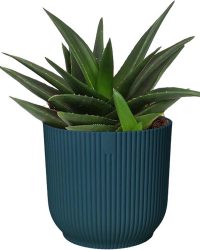 Haworthia West Jogoo in ELHO ® Vibes Fold Rond (diepblauw) - Amigoplant - Groene plant- Hoogte 20 cm