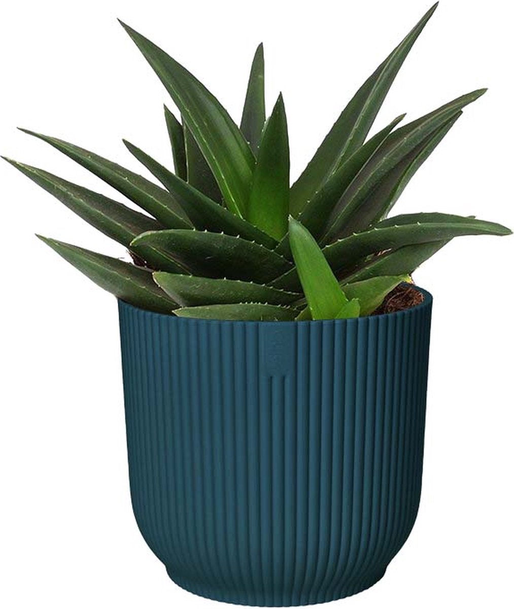 Haworthia West Jogoo in ELHO ® Vibes Fold Rond (diepblauw) - Amigoplant - Groene plant- Hoogte 20 cm