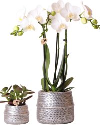 Kerst tip | Kolibri Company - Planten set Groove zilver | Set met witte Phalaenopsis orchidee Amabilis Ø9cm en groene plant Succulent Crassula Ovata Ø6cm | incl. zilver keramieken sierpotten