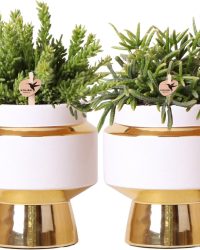 Kolibri Greens | Rhipsalis set van 2 planten in gouden Le Chic sierpotten - keramiek potmaat Ø9cm