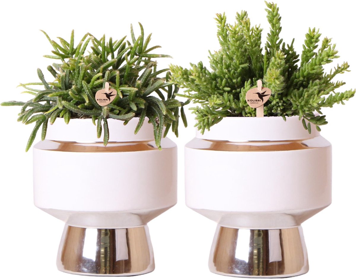 Kolibri Greens | Rhipsalis set van 2 planten in zilveren Le Chic sierpotten - keramiek potmaat Ø9cm