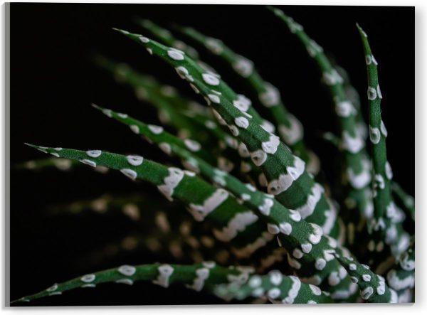WallClassics - Acrylglas - Fasciated haworthia Plant tegen Zwarte Achtergrond - 40x30 cm Foto op Acrylglas (Met Ophangsysteem)