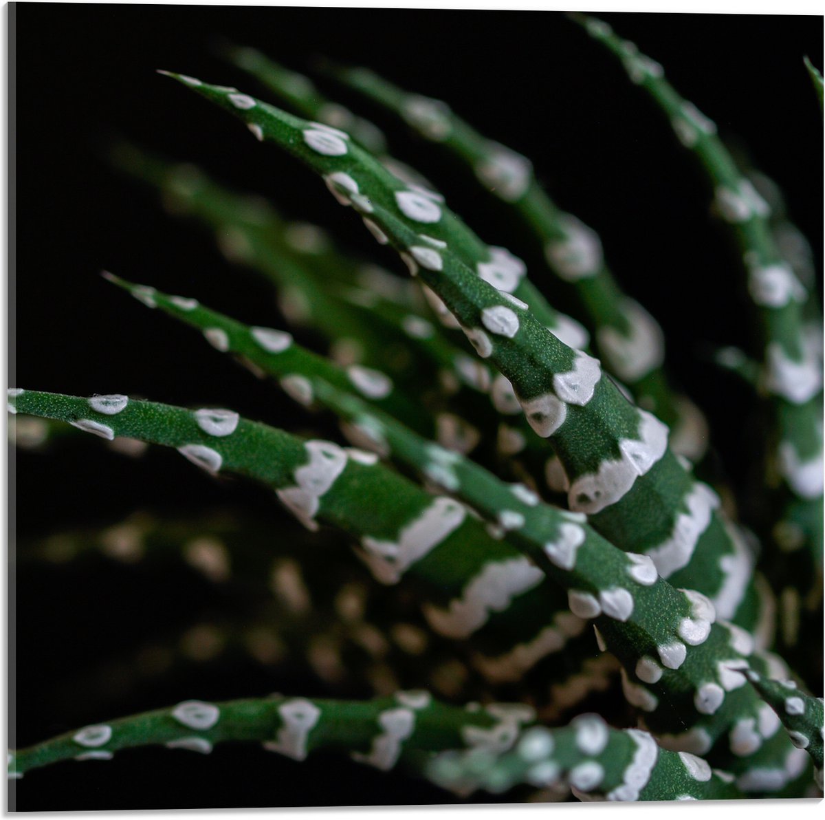 WallClassics - Acrylglas - Fasciated haworthia Plant tegen Zwarte Achtergrond - 50x50 cm Foto op Acrylglas (Met Ophangsysteem)