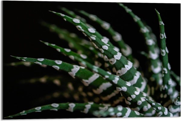 WallClassics - Acrylglas - Fasciated haworthia Plant tegen Zwarte Achtergrond - 75x50 cm Foto op Acrylglas (Met Ophangsysteem)