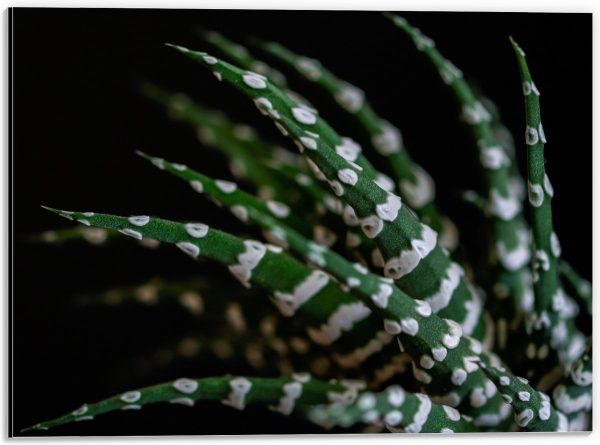 WallClassics - Dibond - Fasciated haworthia Plant tegen Zwarte Achtergrond - 40x30 cm Foto op Aluminium (Met Ophangsysteem)