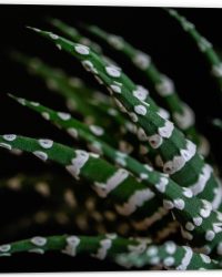 WallClassics - Dibond - Fasciated haworthia Plant tegen Zwarte Achtergrond - 50x50 cm Foto op Aluminium (Met Ophangsysteem)