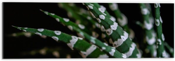 WallClassics - Dibond - Fasciated haworthia Plant tegen Zwarte Achtergrond - 60x20 cm Foto op Aluminium (Met Ophangsysteem)