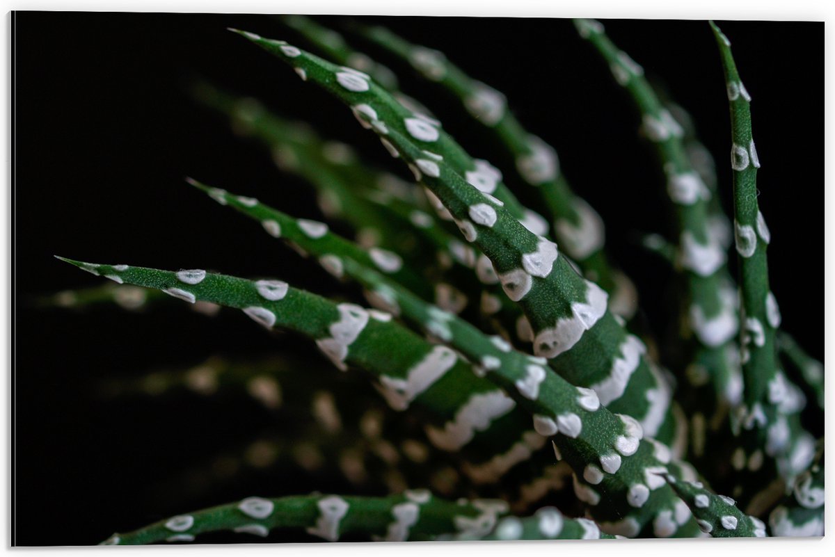 WallClassics - Dibond - Fasciated haworthia Plant tegen Zwarte Achtergrond - 60x40 cm Foto op Aluminium (Met Ophangsysteem)