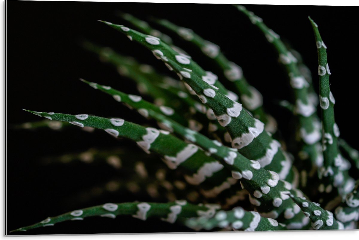 WallClassics - Dibond - Fasciated haworthia Plant tegen Zwarte Achtergrond - 75x50 cm Foto op Aluminium (Met Ophangsysteem)