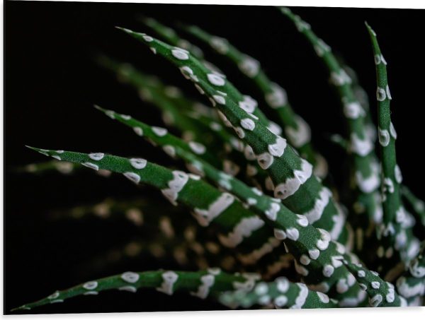 WallClassics - Dibond - Fasciated haworthia Plant tegen Zwarte Achtergrond - 80x60 cm Foto op Aluminium (Met Ophangsysteem)