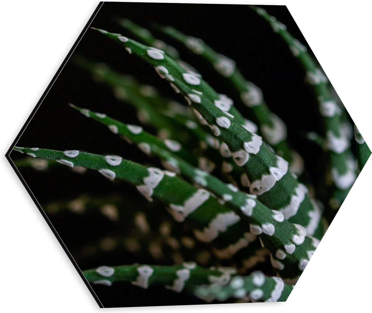 WallClassics - Dibond Hexagon - Fasciated haworthia Plant tegen Zwarte Achtergrond - 30x26.1 cm Foto op Hexagon (Met Ophangsysteem)