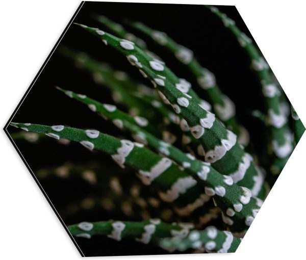 WallClassics - Dibond Hexagon - Fasciated haworthia Plant tegen Zwarte Achtergrond - 40x34.8 cm Foto op Hexagon (Met Ophangsysteem)