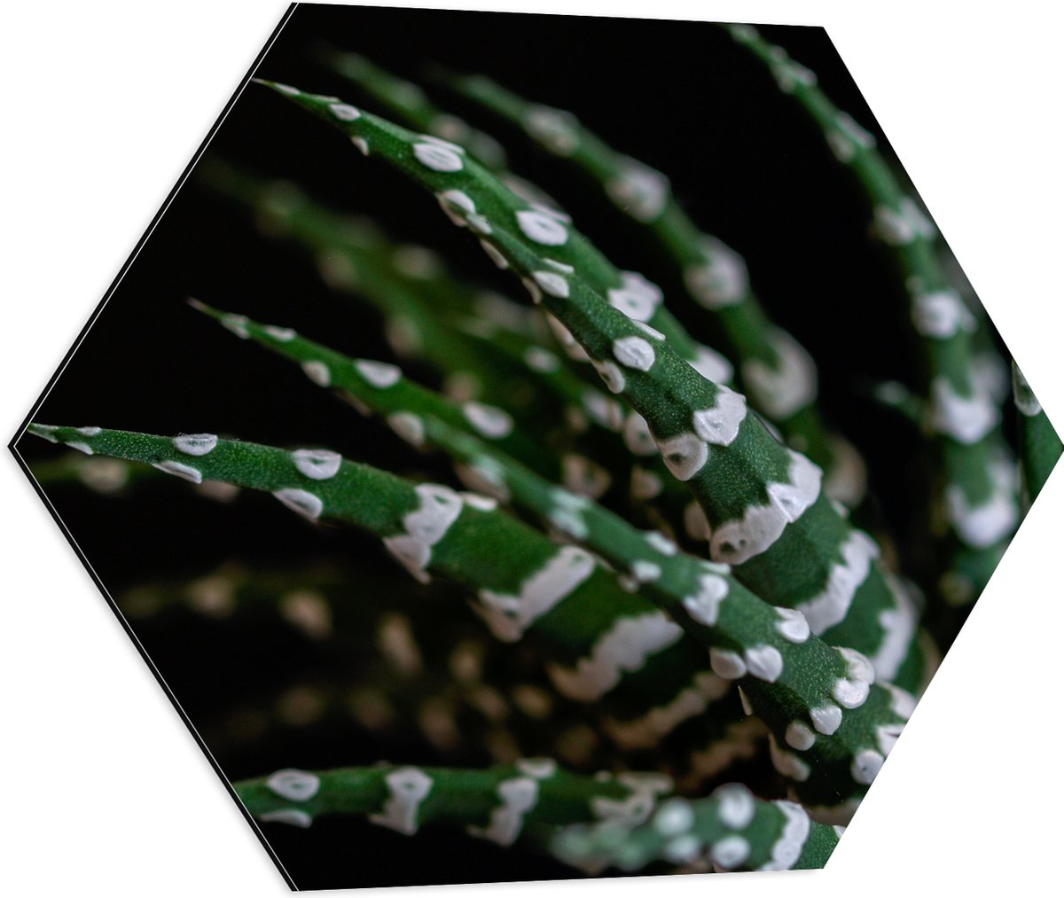 WallClassics - Dibond Hexagon - Fasciated haworthia Plant tegen Zwarte Achtergrond - 60x52.2 cm Foto op Hexagon (Met Ophangsysteem)