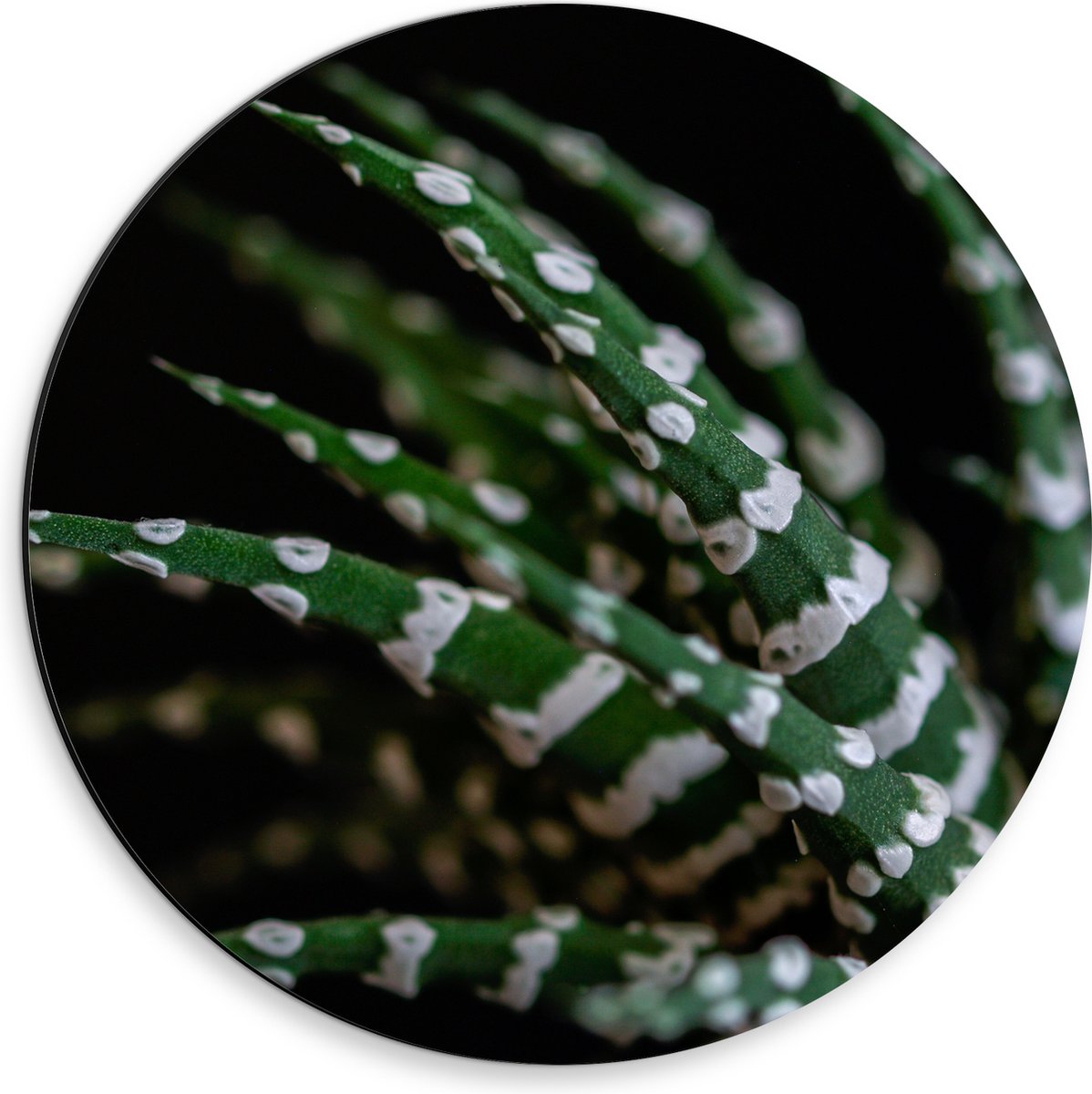 WallClassics - Dibond Muurcirkel - Fasciated haworthia Plant tegen Zwarte Achtergrond - 30x30 cm Foto op Aluminium Muurcirkel (met ophangsysteem)