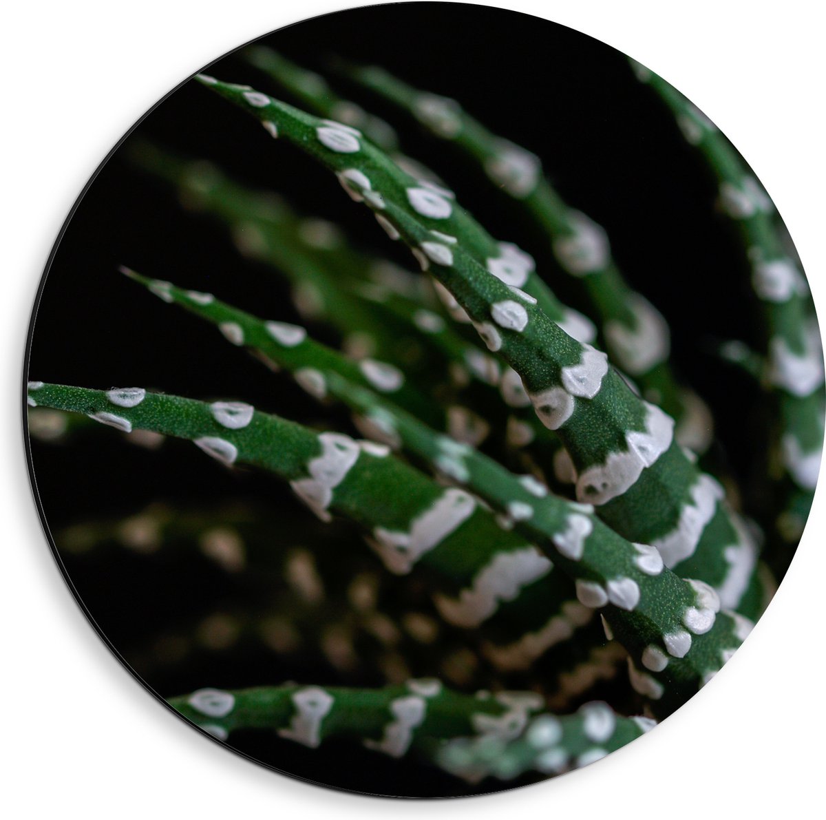 WallClassics - Dibond Muurcirkel - Fasciated haworthia Plant tegen Zwarte Achtergrond - 40x40 cm Foto op Aluminium Muurcirkel (met ophangsysteem)