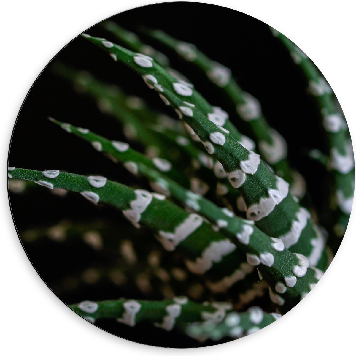 WallClassics - Dibond Muurcirkel - Fasciated haworthia Plant tegen Zwarte Achtergrond - 60x60 cm Foto op Aluminium Muurcirkel (met ophangsysteem)