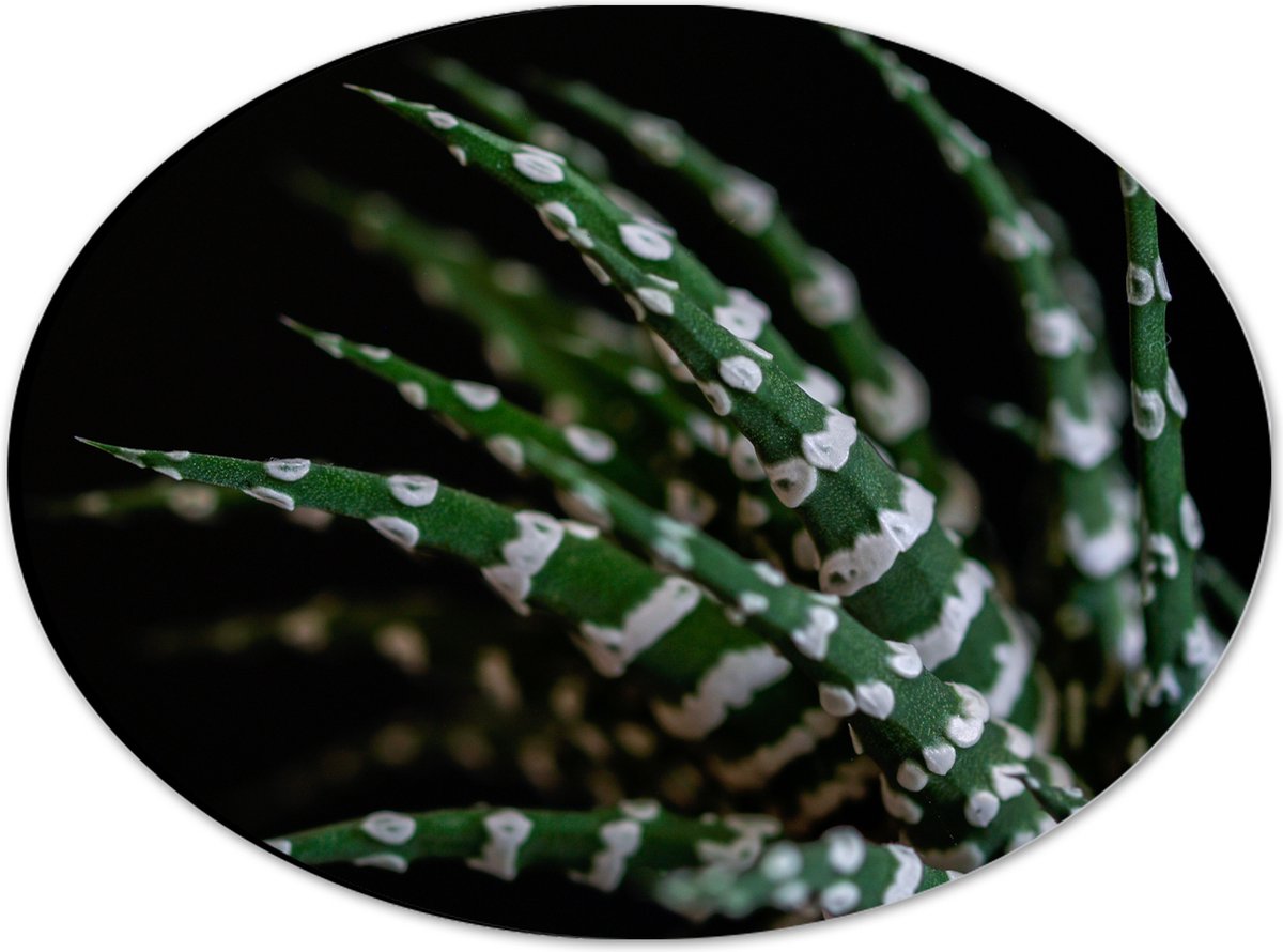 WallClassics - Dibond Ovaal - Fasciated haworthia Plant tegen Zwarte Achtergrond - 28x21 cm Foto op Ovaal (Met Ophangsysteem)
