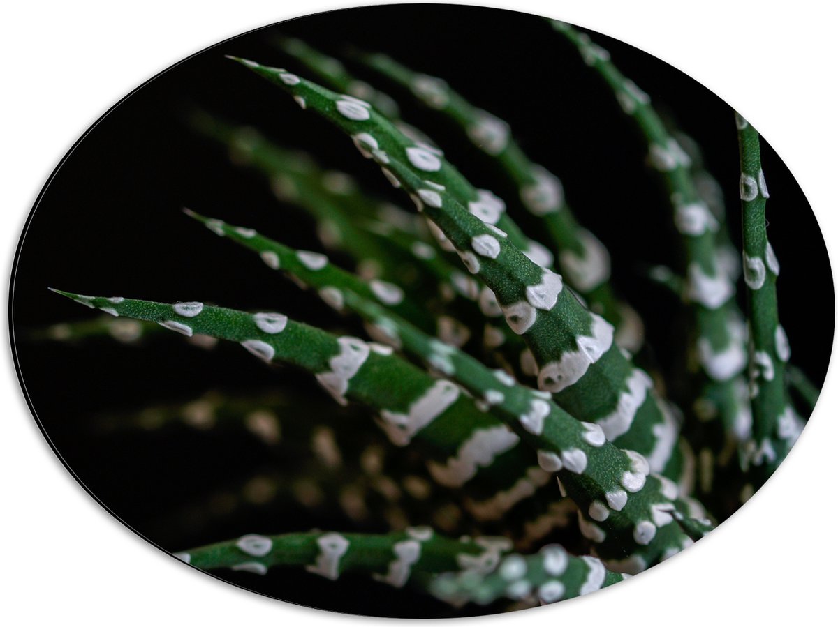 WallClassics - Dibond Ovaal - Fasciated haworthia Plant tegen Zwarte Achtergrond - 56x42 cm Foto op Ovaal (Met Ophangsysteem)