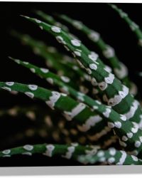 WallClassics - Hout - Fasciated haworthia Plant tegen Zwarte Achtergrond - 40x30 cm - 12 mm dik - Foto op Hout (Met Ophangsysteem)