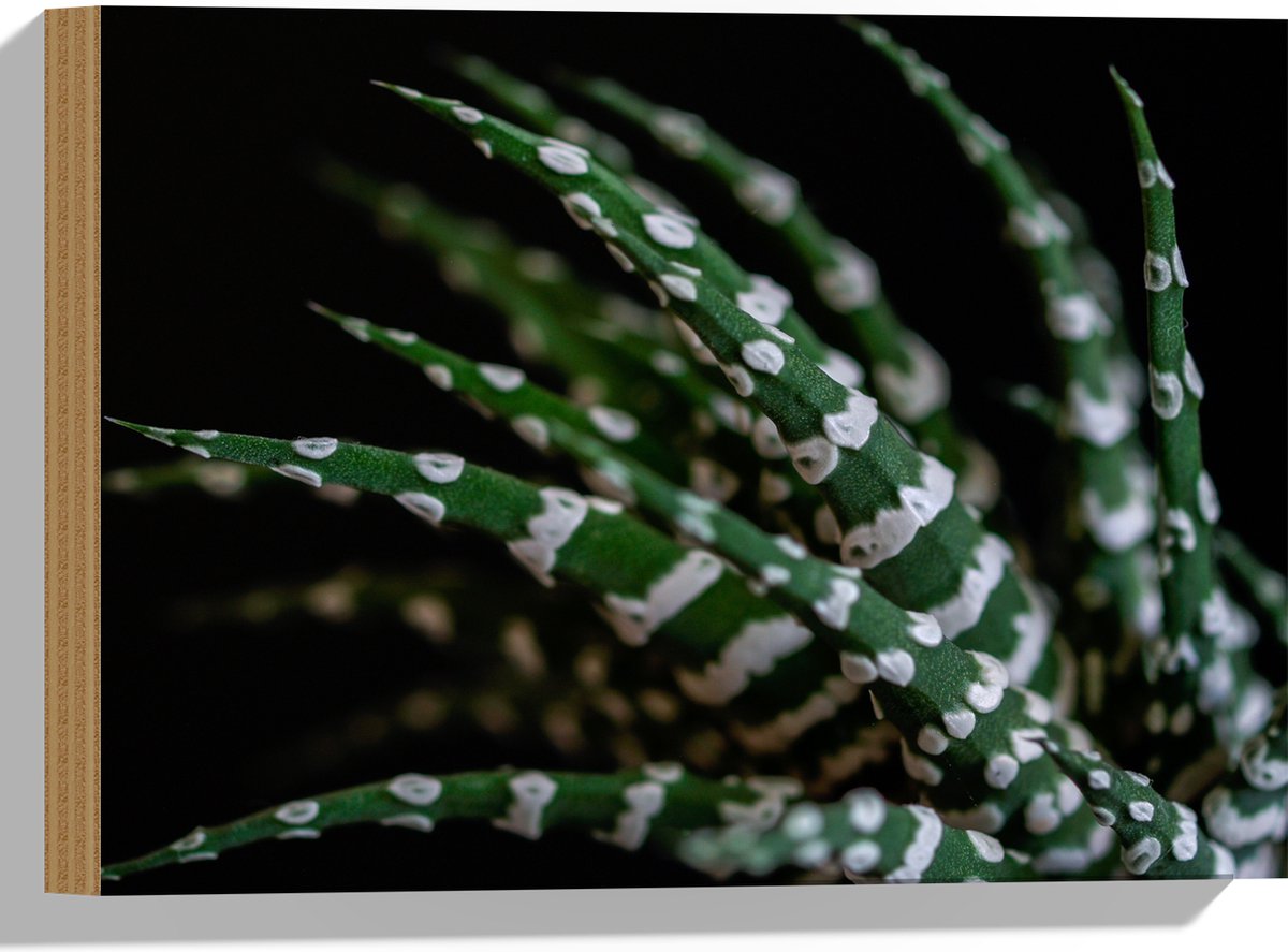WallClassics - Hout - Fasciated haworthia Plant tegen Zwarte Achtergrond - 40x30 cm - 12 mm dik - Foto op Hout (Met Ophangsysteem)