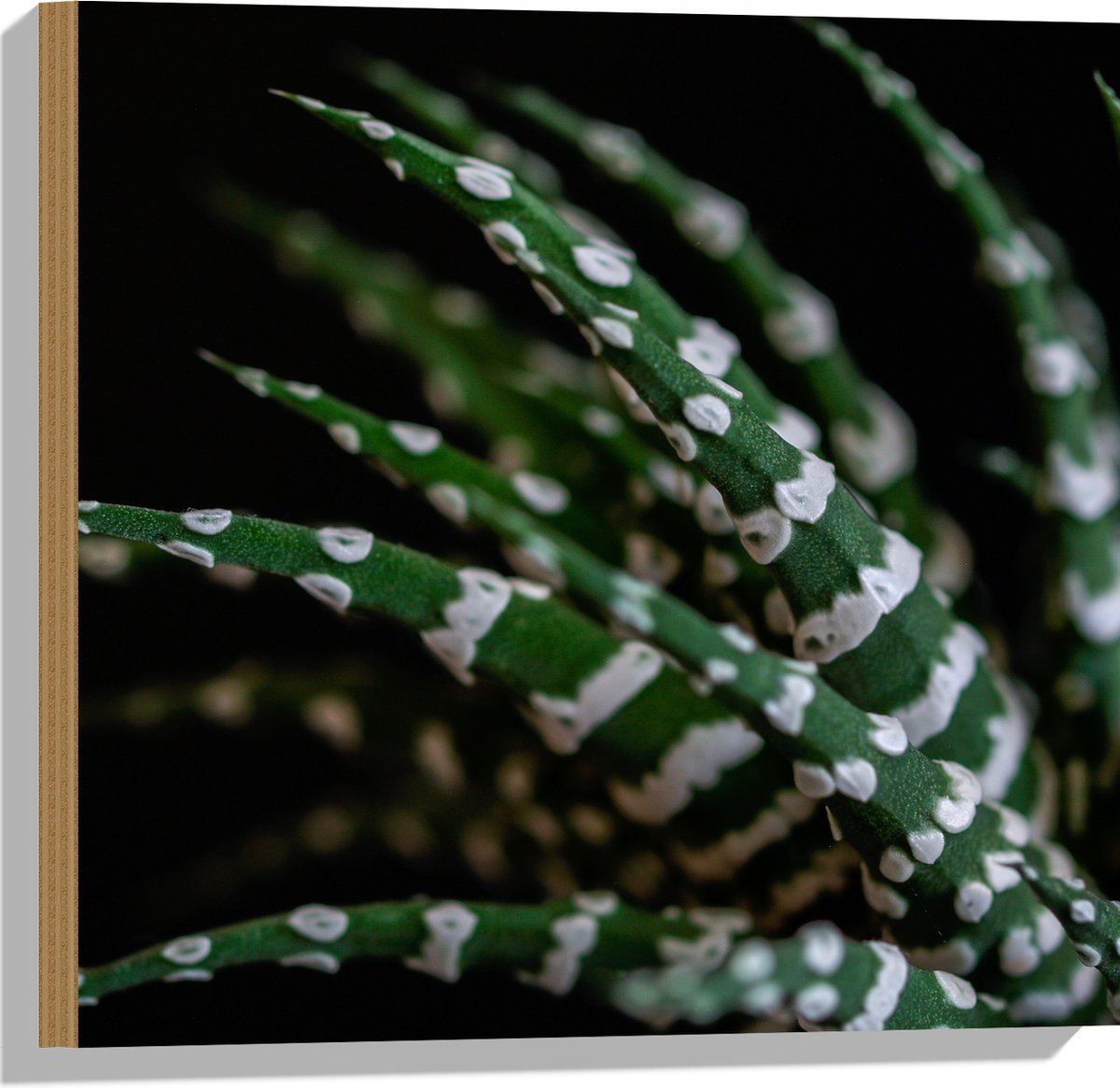 WallClassics - Hout - Fasciated haworthia Plant tegen Zwarte Achtergrond - 50x50 cm - 12 mm dik - Foto op Hout (Met Ophangsysteem)