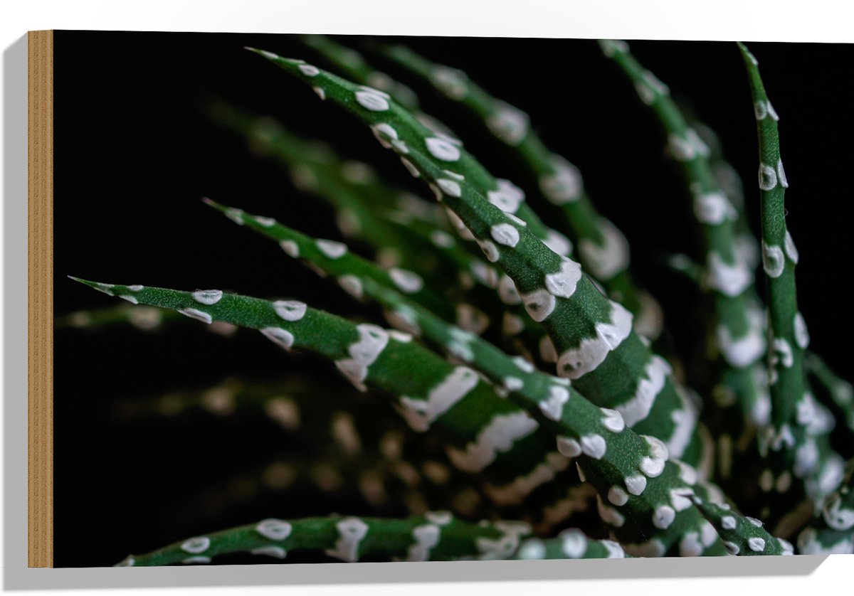 WallClassics - Hout - Fasciated haworthia Plant tegen Zwarte Achtergrond - 60x40 cm - 12 mm dik - Foto op Hout (Met Ophangsysteem)