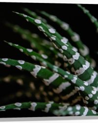 WallClassics - Hout - Fasciated haworthia Plant tegen Zwarte Achtergrond - 75x50 cm - 12 mm dik - Foto op Hout (Met Ophangsysteem)