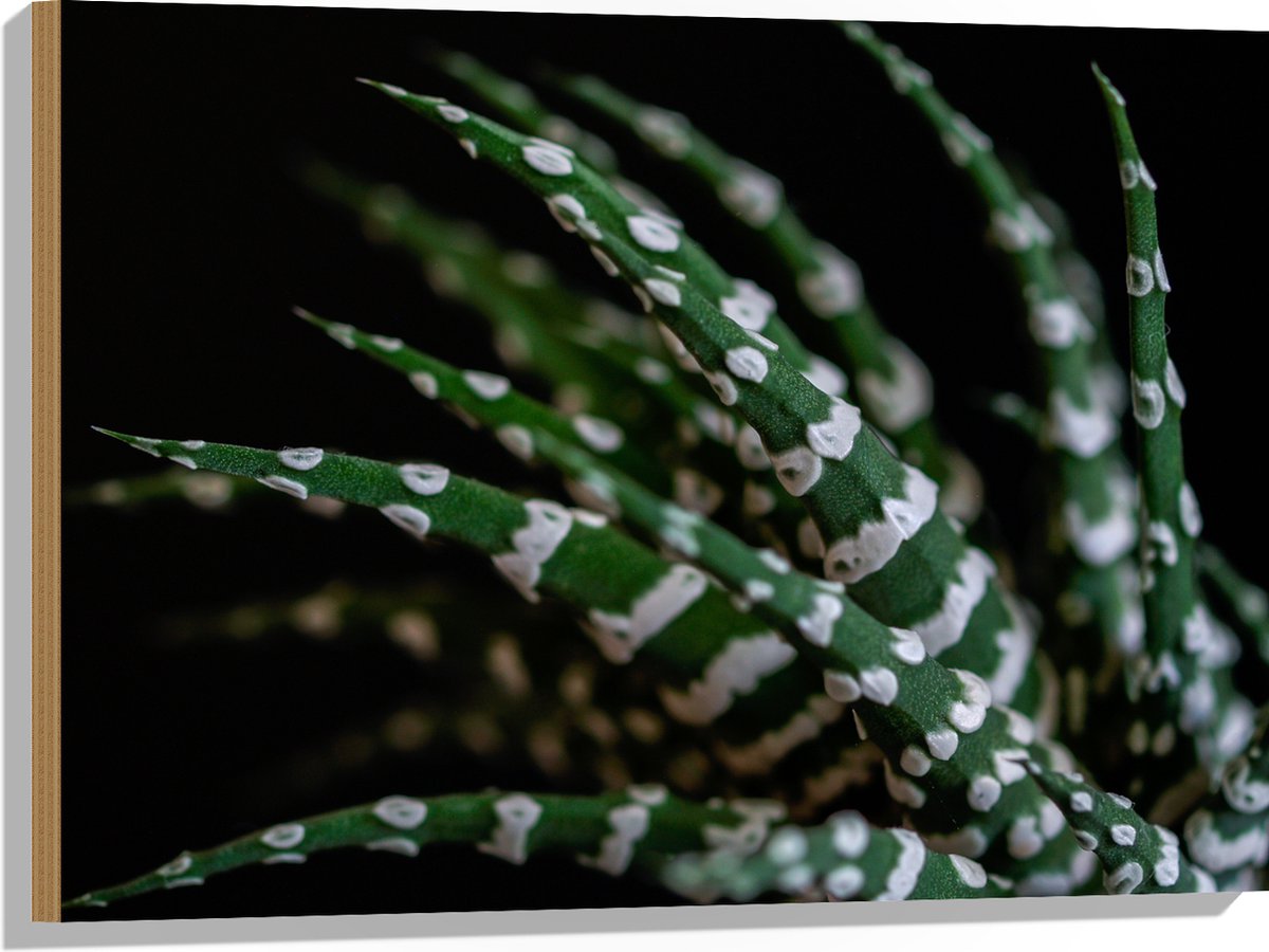 WallClassics - Hout - Fasciated haworthia Plant tegen Zwarte Achtergrond - 80x60 cm - 12 mm dik - Foto op Hout (Met Ophangsysteem)