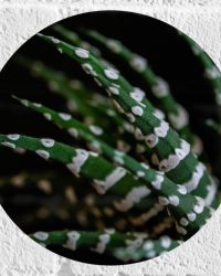 WallClassics - Muursticker Cirkel - Fasciated haworthia Plant tegen Zwarte Achtergrond - 20x20 cm Foto op Muursticker