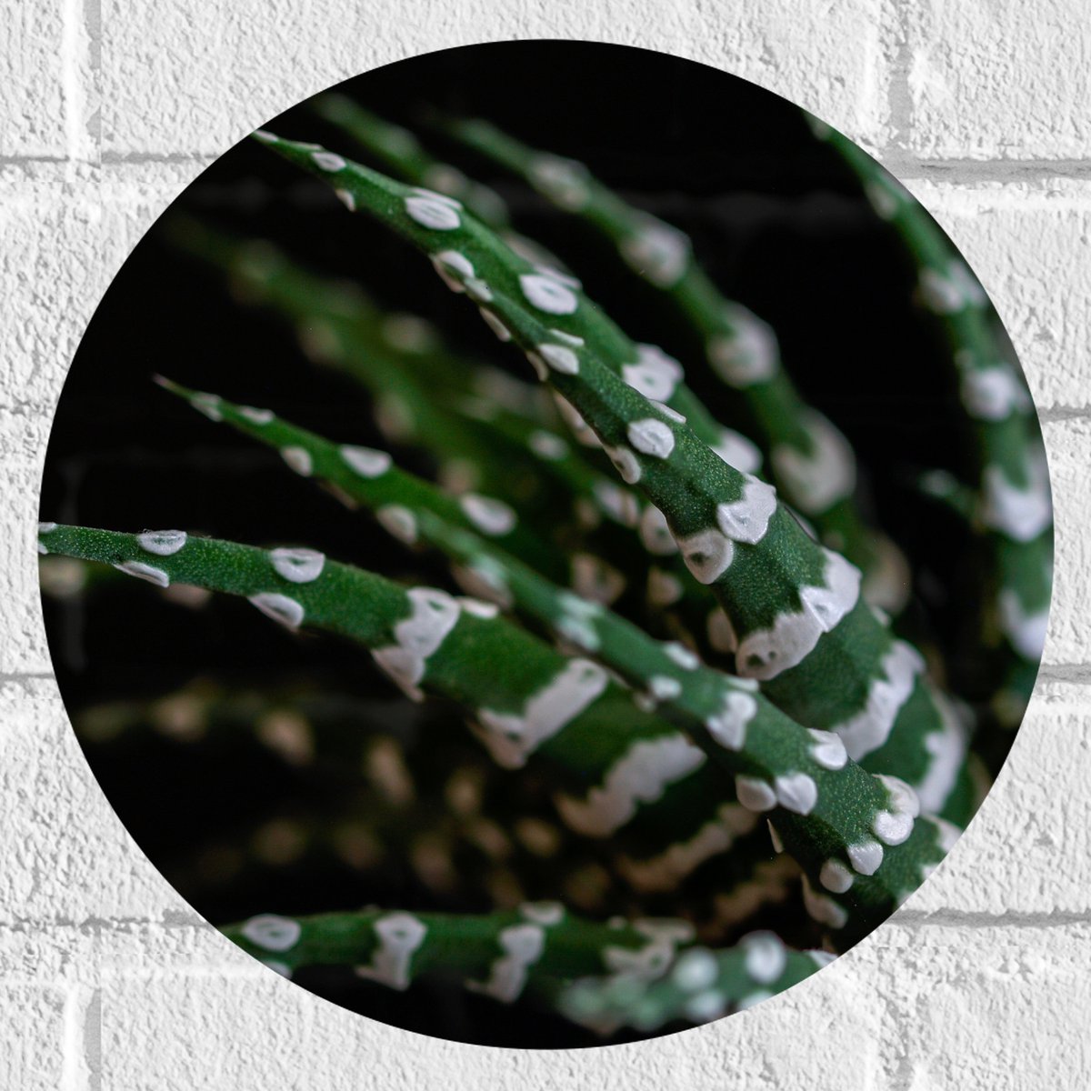 WallClassics - Muursticker Cirkel - Fasciated haworthia Plant tegen Zwarte Achtergrond - 30x30 cm Foto op Muursticker