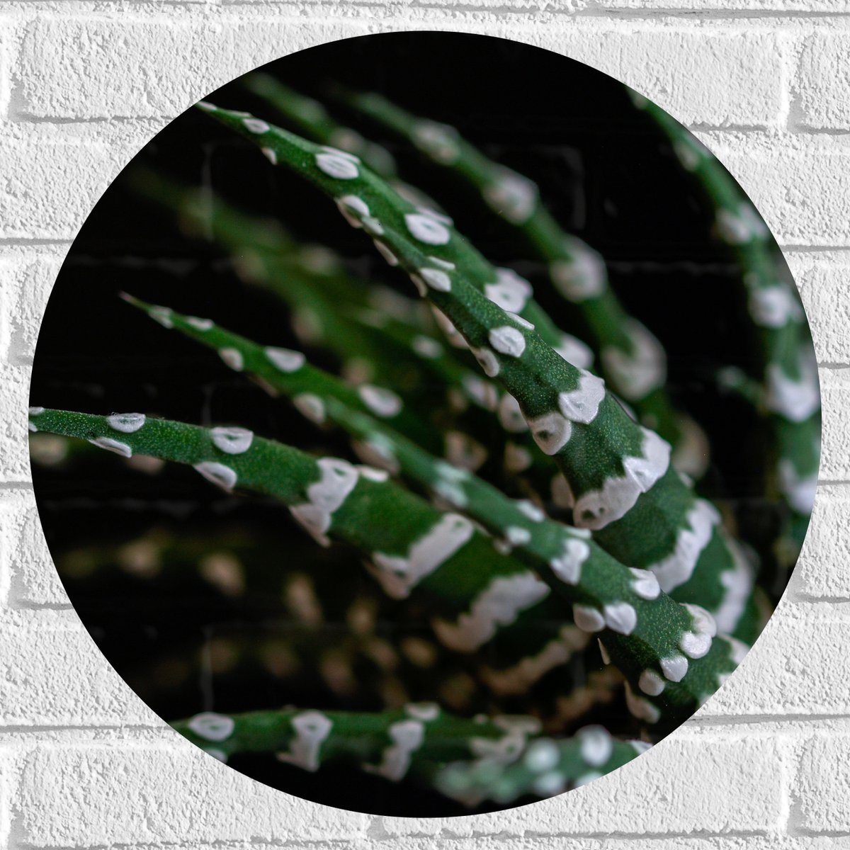 WallClassics - Muursticker Cirkel - Fasciated haworthia Plant tegen Zwarte Achtergrond - 50x50 cm Foto op Muursticker