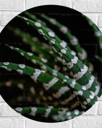 WallClassics - Muursticker Cirkel - Fasciated haworthia Plant tegen Zwarte Achtergrond - 60x60 cm Foto op Muursticker
