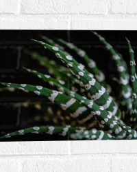 WallClassics - Muursticker - Fasciated haworthia Plant tegen Zwarte Achtergrond - 40x30 cm Foto op Muursticker