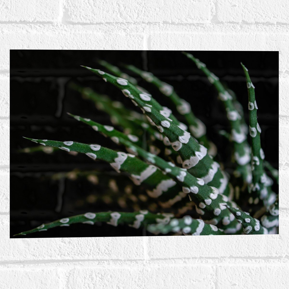 WallClassics - Muursticker - Fasciated haworthia Plant tegen Zwarte Achtergrond - 40x30 cm Foto op Muursticker