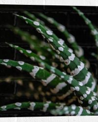 WallClassics - Muursticker - Fasciated haworthia Plant tegen Zwarte Achtergrond - 50x50 cm Foto op Muursticker