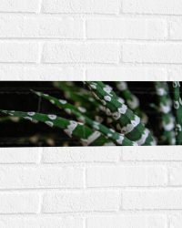 WallClassics - Muursticker - Fasciated haworthia Plant tegen Zwarte Achtergrond - 60x20 cm Foto op Muursticker