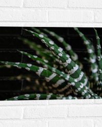 WallClassics - Muursticker - Fasciated haworthia Plant tegen Zwarte Achtergrond - 60x40 cm Foto op Muursticker