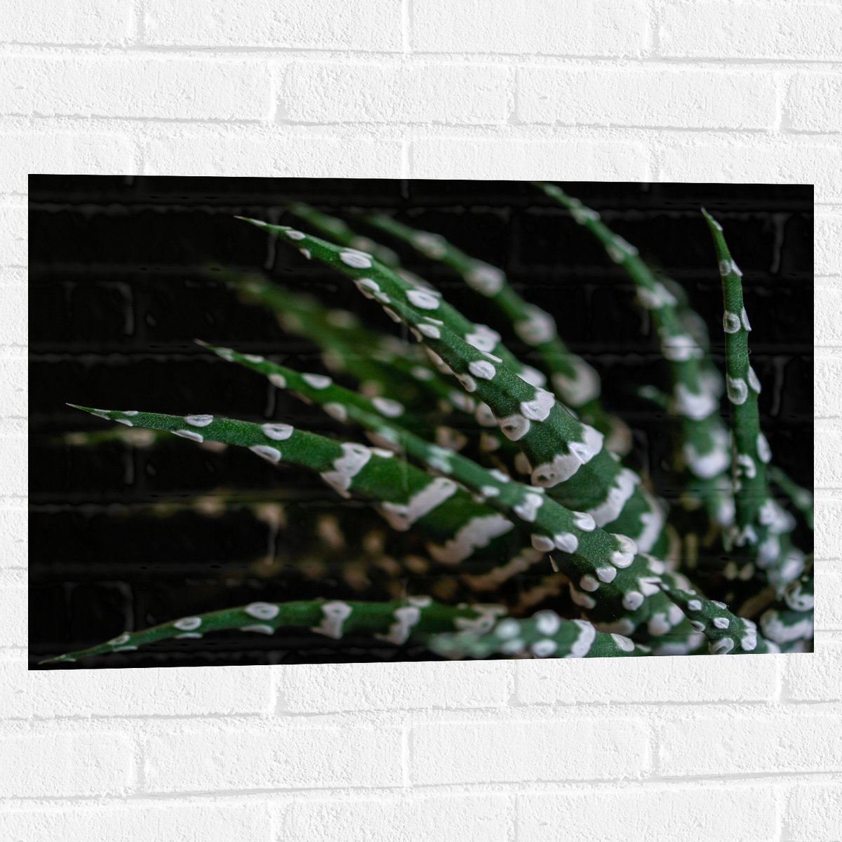 WallClassics - Muursticker - Fasciated haworthia Plant tegen Zwarte Achtergrond - 75x50 cm Foto op Muursticker