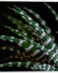 WallClassics - PVC Schuimplaat- Fasciated haworthia Plant tegen Zwarte Achtergrond - 40x30 cm Foto op PVC Schuimplaat