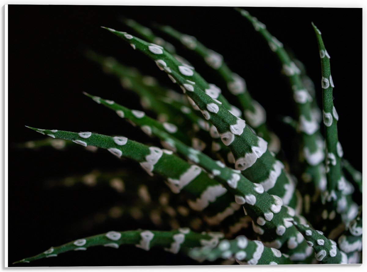 WallClassics - PVC Schuimplaat - Fasciated haworthia Plant tegen Zwarte Achtergrond - 40x30 cm Foto op PVC Schuimplaat (Met Ophangsysteem)