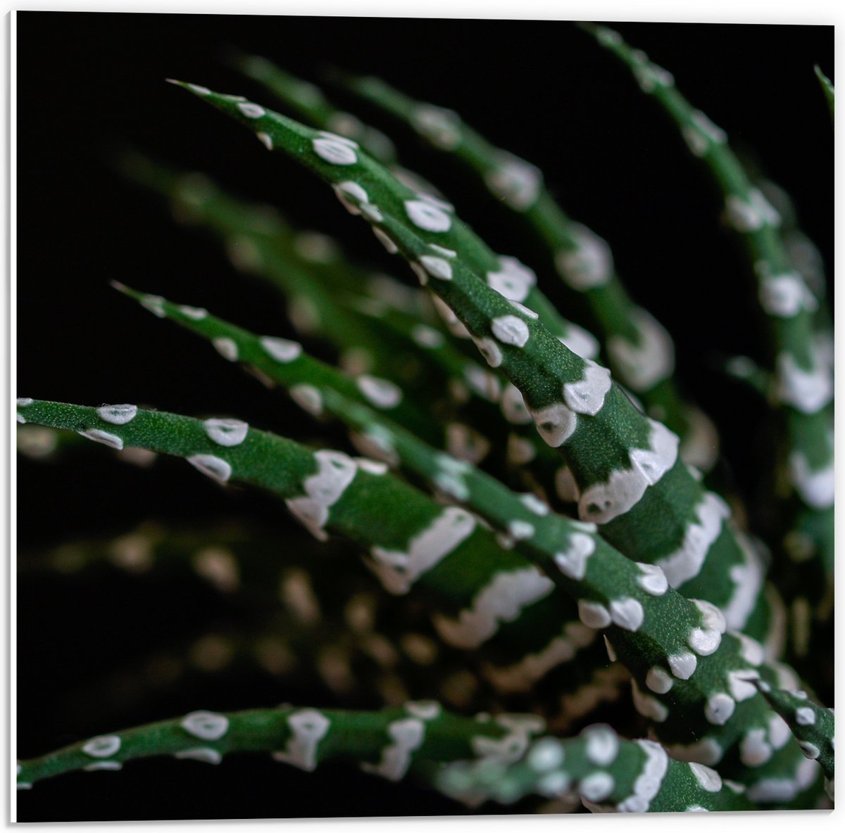 WallClassics - PVC Schuimplaat - Fasciated haworthia Plant tegen Zwarte Achtergrond - 50x50 cm Foto op PVC Schuimplaat (Met Ophangsysteem)