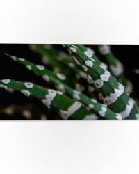 WallClassics - PVC Schuimplaat- Fasciated haworthia Plant tegen Zwarte Achtergrond - 60x20 cm Foto op PVC Schuimplaat